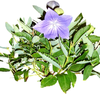 现代绿植花草su模型