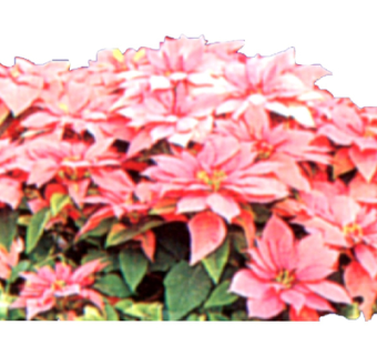 现代绿植花卉su模型