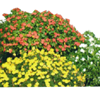 现代2d花草植物su模型