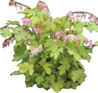 现代2d花草植物su模型