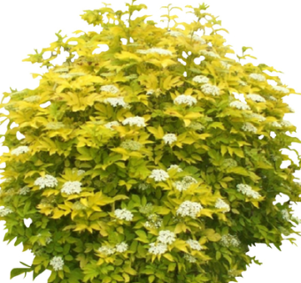 现代2d花草植物su模型