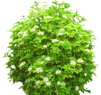 现代2d花草植物su模型