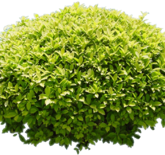 现代2d花草植物su模型