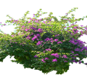 现代2d花草植物su模型