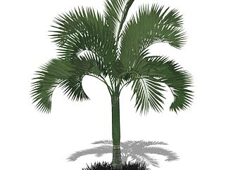 现代棕榈树su模型