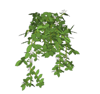 现代绿植花卉su模型