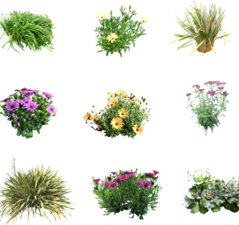 现代绿植花草su模型