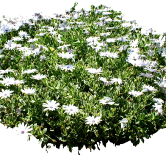 现代绿植花草su模型