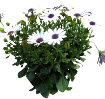 现代绿植花卉su模型