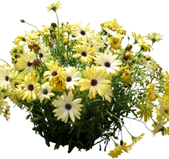 现代绿植花卉su模型