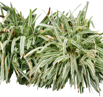 现代绿植花草su模型