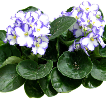 现代花草植物su模型