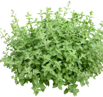 现代绿植花草su模型