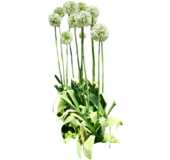 现代绿植花卉su模型