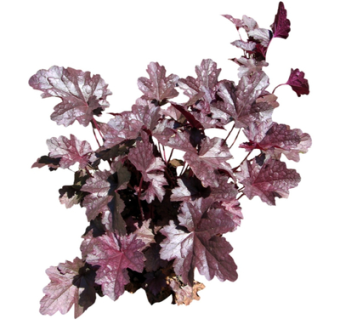 现代花草植物su模型