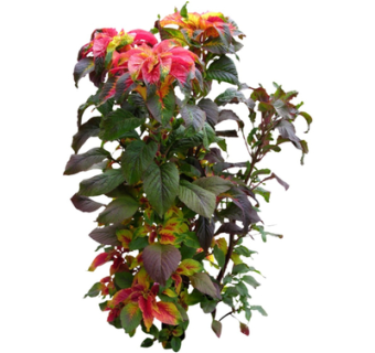 现代绿植花草su模型