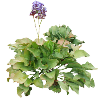 现代绿植花草su模型