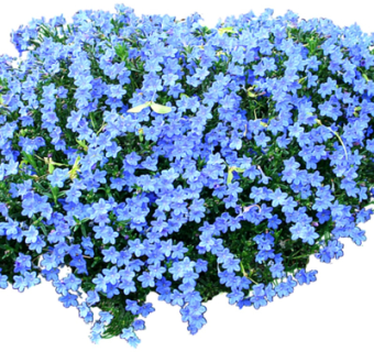 现代绿植花草su模型