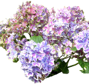 现代绿植花草su模型