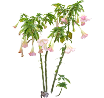 现代喇叭花su模型