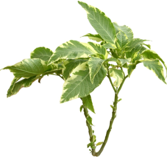 现代绿植su模型