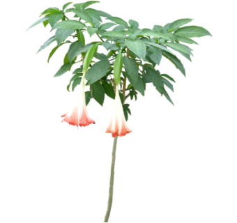 现代绿植花草su模型