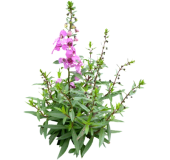 现代绿植花草su模型