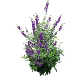 现代绿植花草su模型