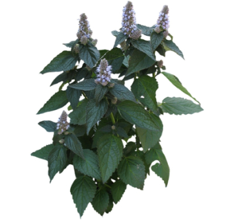 现代绿植花草su模型