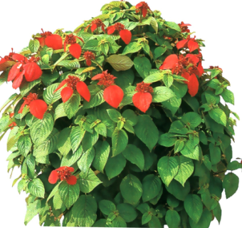 现代绿植花草su模型