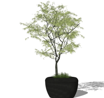 现代景观树盆栽su模型