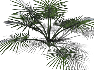 现代<em>棕榈</em>树su模型