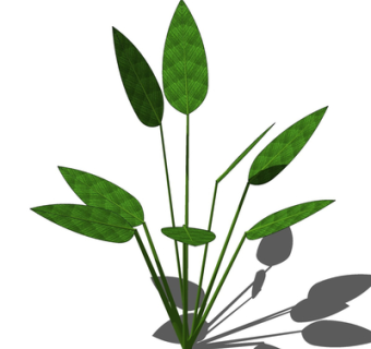 现代绿植花草su模型