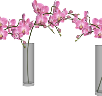现代蝴蝶兰花瓶花卉su模型