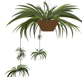 现代吊兰su模型