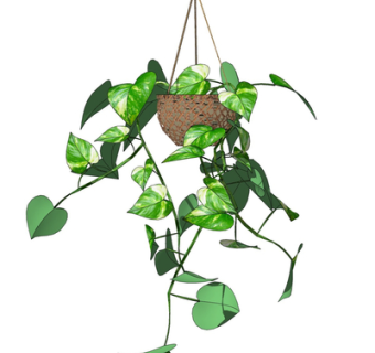 现代吊兰su模型