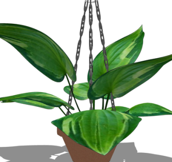 现代绿植盆栽su模型