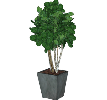现代绿植盆栽su模型