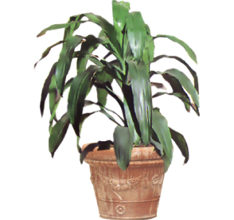 现代绿植盆栽su模型