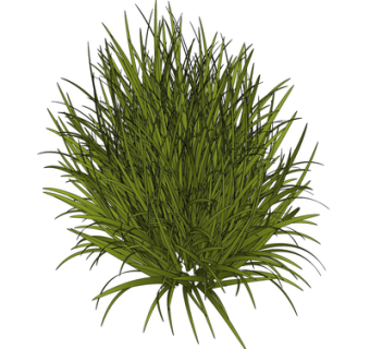 现代绿植花草su模型