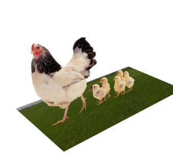 现代母鸡小鸡su模型