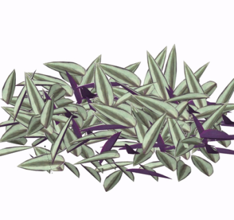 现代绿植花草su模型