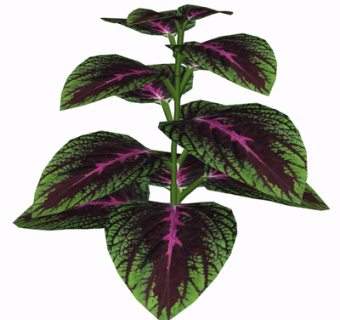 现代绿植花草su模型