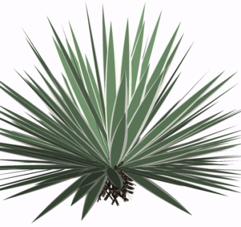 现代绿植花草su模型