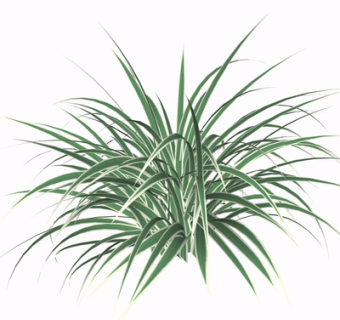 现代绿植花草su模型