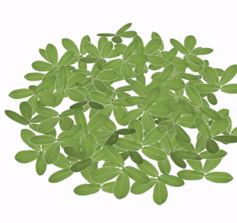 现代绿植花草su模型