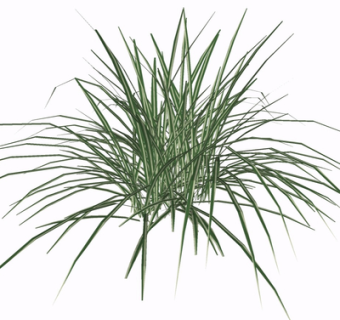 现代绿植花草su模型