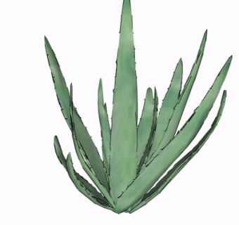 现代绿植花草su模型