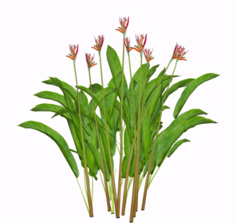 现代绿植花草su模型