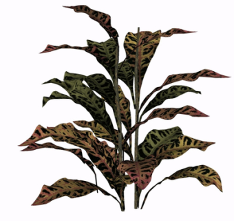 现代绿植花草su模型